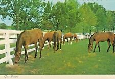 Chrome Horse Postcard  HORSES GRAZING IN GREEN PASTURES   UNPOSTED 6x4 CHROME picture