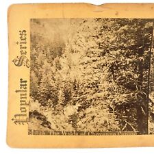 Cheyenne Canyon Park Forest Stereoview c1880 Colorado Springs Trees Photo H645 picture