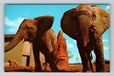 Louisville KY-Kentucky, African Elephants Louisville Zoo Garden Vintage Postcard picture