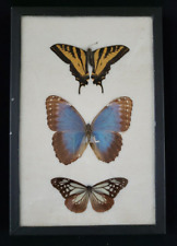 Vintage 1970's Taxidermy 3 Butterflies Displayed in Hanging Box/Frame  AS IS picture