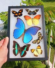 REAL FRAMED BUTTERFLY MORPHO DIDIUS 7 BUTTERFLIES AMAZING COLORS  picture