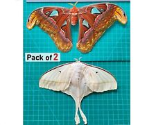 2 Real Moth Butterfly Specimen Taxidermy Insect Bug Art Collection Entomology picture