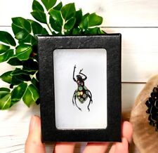 Pachyrrhynchus gemmatus REAL FRAMED Weevil BEETLE  INDONESIA Insect Butterfly picture