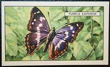 PURPLE EMPEROR   Butterfly   Vintage 1930's  Illustrated Card  LB02M picture