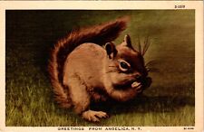 Postcard Greetings from Angelica New York - 1935 - Squirrel - Posted 1956 picture