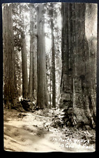 Vintage Postcard 1928 Giant Sequioa Redwood Grant Park Mariposa CA (RPPC) picture