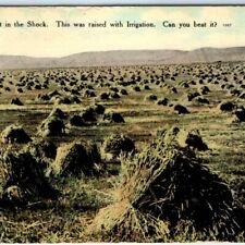 c1910s Montana Wheat Shock Postcard Harvest Piles Irrigation Chinook MT A39 picture
