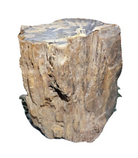 Rare Petrified Wood Trunk Bark 112 lbs  Fossil  picture