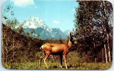 Postcard - Wild deer in setting of mountains and aspens picture