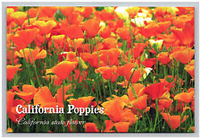 Postcard 4x6 CA Poppies State Flower Orange Wild Floral Scenic View California   picture