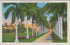 Avenue Of Royal Palms In Florida Postcard picture