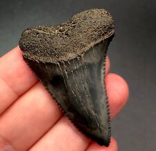 NC Great White Shark Tooth Fossil Sharks Teeth Fossils Ocean Ancient Meg picture