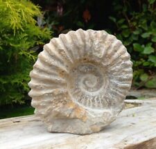 Large Fossil Ammonite Acanthoceras  Cretaceous Morocco 140mm Freestanding  picture