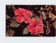 Postcard The Psyche Hibiscus picture