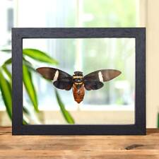 Taxidermy Cicada Frame (Tosena albata) picture