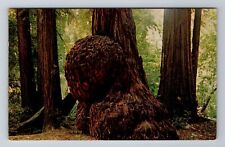 Felton CA-California, Henry Cowell Redwood State Park, Antique Vintage Postcard picture
