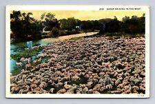 Sheep Raising in the West Sheep Herd Postcard picture