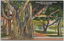  Postcard FL Banyan Tree Landmark Nature Scenic Topical St Petersburg Florida picture