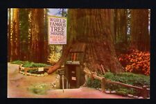 World Famous Tree House in Tree House Park Redwoods Unposted Postcard Good Cond. picture