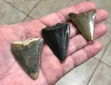 GORGEOUSLY GRAND - S.W.FLORIDA LAND FINDS - GREAT WHITE Shark Teeth Fossils picture