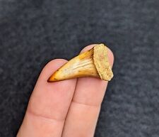 Beautiful Flame Tipped Fire Zone Mako Shark Tooth Bakersfield California picture