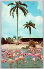 Florida FL - Beautiful Flamingos and Swan - Vintage Postcard - Unposted - Posted picture