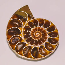 81 Cts Very Rare Natural  Ammonite Fossil Loose Gemstone picture