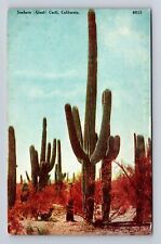 CA-California, Suahara Giant Cacti, Antique, Vintage Souvenir Postcard picture