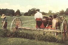 1915 Picture Postcard ~ Woman Raking Hay ~ Horse Drawn Farm Rake. #-4641 picture