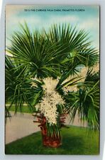 FL-Florida, The Cabbage Palm (Sabal Palmetto) Tree on Walkway, Vintage Postcard picture