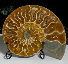 Extra Large 14cm | 280g Madagascan Crystal Formed Fossil 416 Million Ammonite picture