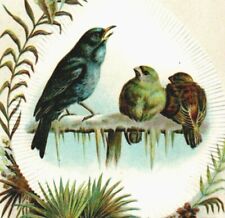 1880s Embossed Victorian Trade Card Beautiful Birds P224 picture