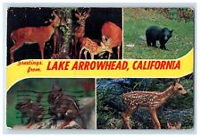 1970 Greetings From Lake Arrowhead California CA, Animals View Vintage Postcard picture