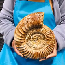4.95LB TOP Natural Beautiful ammonite fossil conch Crystal specimen heals 1144 picture