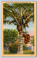 Vintage Postcard Miami Florida Genuine Curteich picture