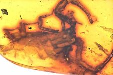 Rare Scorpion, Fossil Inclusion in Burmese Amber picture