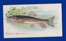 BROOK SUCKER 1910 sweet caporal T58 FISH SERIES VGEX picture