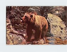 Postcard Alaskan Kodiak Bear picture