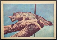 Vintage 1959 California Grey Fox Oak Manufacturing Animal Card (NM) picture