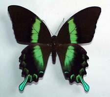 PAPILIO BLUMEI FRUHSTORFERI - unmounted butterfly picture