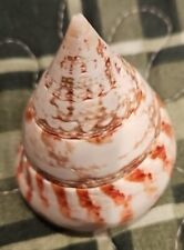 Trochus conus (Cone-shaped Top)  picture