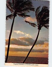 Postcard Tropical breezes in Florida palm trees Florida USA picture