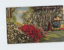 Postcard Azaleas & Live Oak trees Florida USA picture