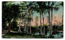 Moss Covered Cypress Trees Florida Swamp Divided Back Postcard c.1910 picture