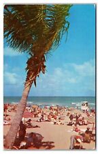 Palm Tree On Daytona Beach Florida Postcard picture
