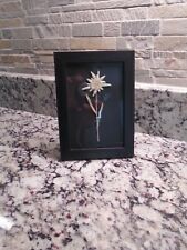 Edelweiss Real Dried Flower  7x5