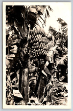 Vintage Postcard HI Honolulu Banana Tree RPPC Real Photo Black and White c1935 picture