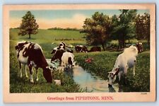 Pipestone Minnesota MN Postcard Greetings Animals Drinking Farm Scenic View 1948 picture