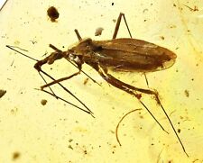 Super Detailed Reduviidae (Assassin Bug), Fossil inclusion in Burmese Amber picture