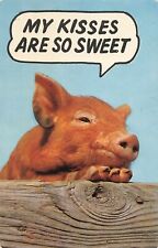 Postcard Humor My Kisses Are So Sweet With Pig on Card picture